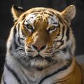 Profile picture fltiger.bsky.social