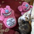 Profile picture missmouse.bsky.social