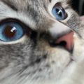 Profile picture specialkhersoncat.bsky.social