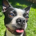 Profile picture crochetnivore.bsky.social
