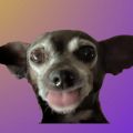 Profile picture chihuahuavibes.bsky.social