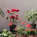 Profile picture dailyflowers.bsky.social