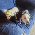 Profile picture kathleenann77.bsky.social