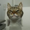 Profile picture acataday.bsky.social