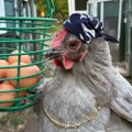 Profile picture cmaclovesdogscats.bsky.social