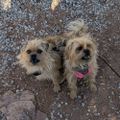 Profile picture dan2dogs.bsky.social