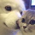 Profile picture animalsbeingcute.bsky.social