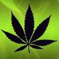 Profile picture nugreenparty.bsky.social