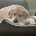 Profile picture vtdogmom26.bsky.social