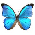 Profile picture sylviseb.bsky.social