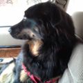 Profile picture hundpappa.bsky.social