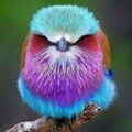 Profile picture aparent1y.bsky.social