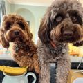 Profile picture themontydog.bsky.social