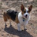 Profile picture corgigirl59.bsky.social