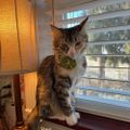 Profile picture dutchiecat.bsky.social