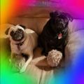Profile picture 2pugsinarug.bsky.social