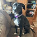 Profile picture dogdaddan.bsky.social