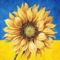Profile picture thebluenami.bsky.social
