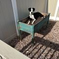 Profile picture logicaldog.bsky.social