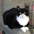 Profile picture beejcat.bsky.social