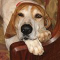 Profile picture tnhound01.bsky.social