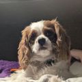 Profile picture stubbornrose.bsky.social