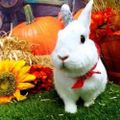 Profile picture warriorrabbit.bsky.social