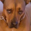 Profile picture sophiemom.bsky.social