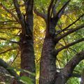 Profile picture sandytreewoman.bsky.social