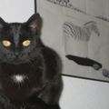 Profile picture kittymarlind.bsky.social