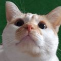 Profile picture fartycheddarcat.bsky.social