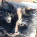 Profile picture queenmaisie.bsky.social
