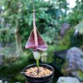 Profile picture botanical.bsky.social