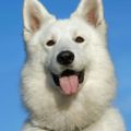Profile picture humanityposts.bsky.social