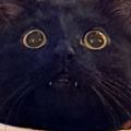 Profile picture lilbjornebaer.bsky.social