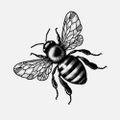 Profile picture beelitmag.bsky.social