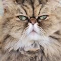 Profile picture jeanp59p.bsky.social