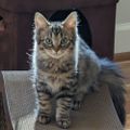 Profile picture saffronsfloof.bsky.social