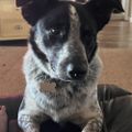 Profile picture healerdog.bsky.social