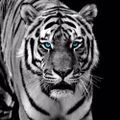 Profile picture papootx.bsky.social