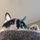 The Scamperbeasts
