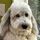 Wooftom57