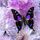 serendipity05.bsky.social's avatar