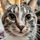 cat1andcat2.bsky.social's avatar