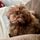 Blanche Devereaux
