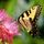 ButterflyGuy99