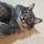 fiascothecat.bsky.social's avatar