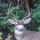 🦌 The Deer Whisperer 🦌
