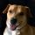 Donovan Orville Gidcomb, The Celebrated D.O.G.