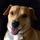 Donovan Orville Gidcomb, The Celebrated D.O.G.